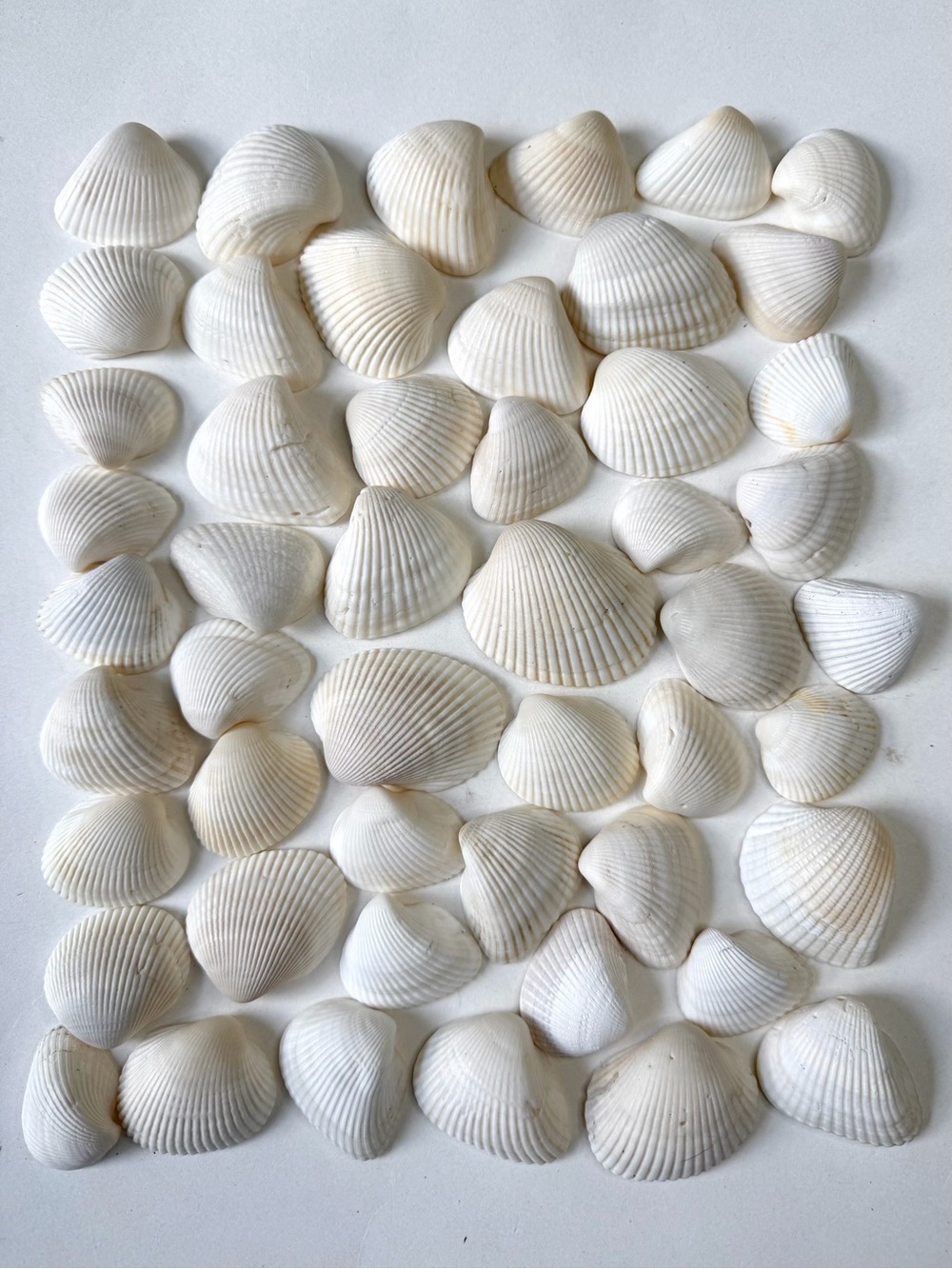 Seashells 50 Ark Clam Shells 1-1/2” to 2-1/4” White Beach Decor Arts Crafts